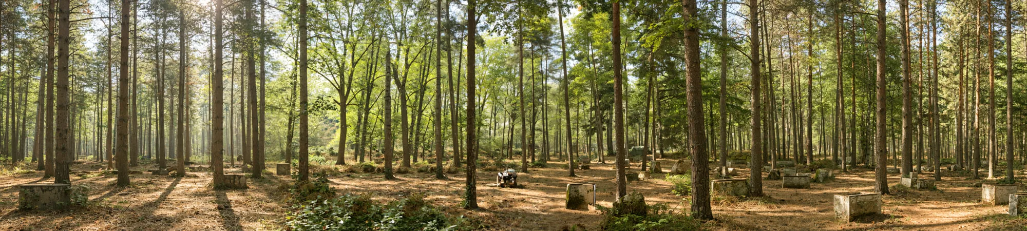 Vue panoramique du terrain forestier de 5 hectares de Tag Brussels à Bierges, avec ses obstacles naturels entre les pins